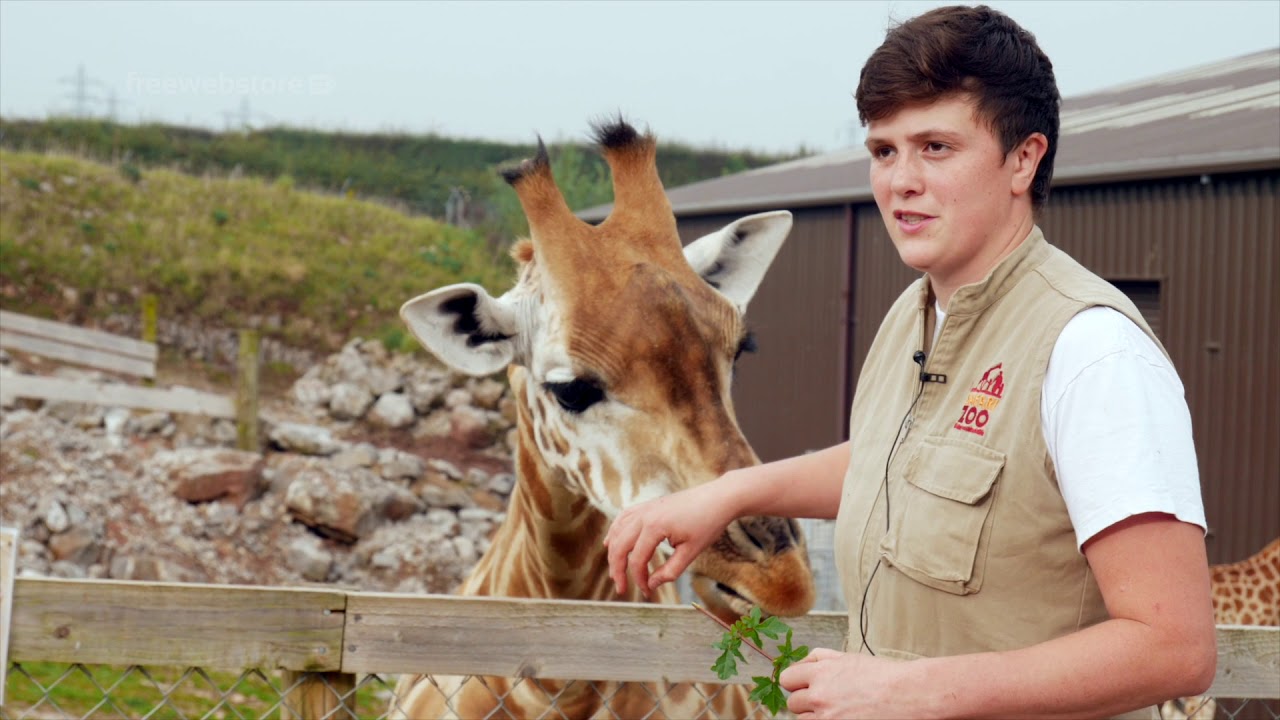 Safari Zoo &mdash; video preview